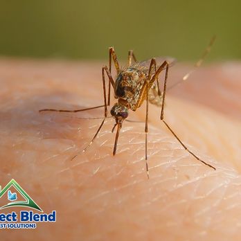 Perfect Blend Pest Solutions - Pest Control Near Me - Dunlap, Tennessee Perfect Blend Pest Solutions - Pest Control Near Me - Dunlap, Tennessee