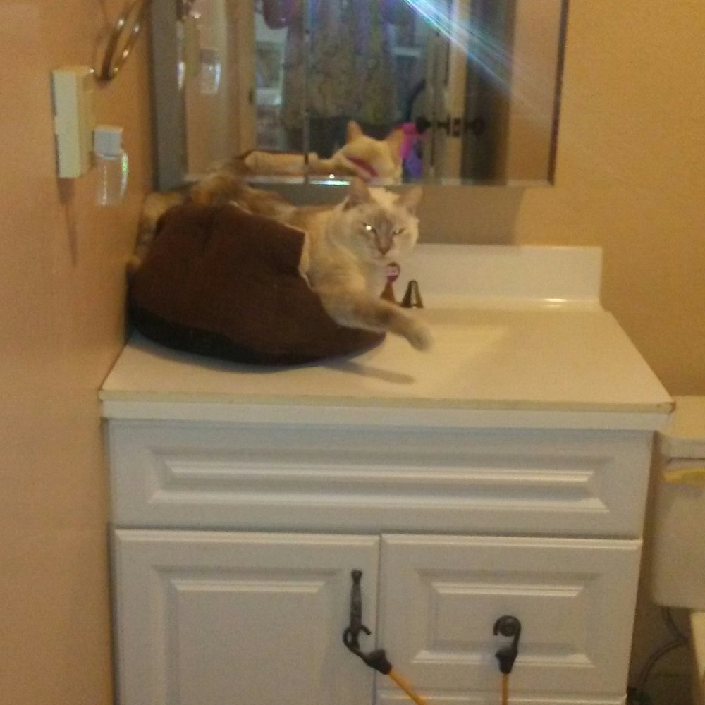 HART - Its Jelly Bean again! See, she has hops for a big girl!! - Animal Shelters Near Me - Cambria, California