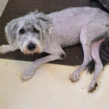 Paws Appeal Grooming - This was after he was finished being groom. Are you kidding me? - Pet Groomers Near Me - Lake Elsinore, California