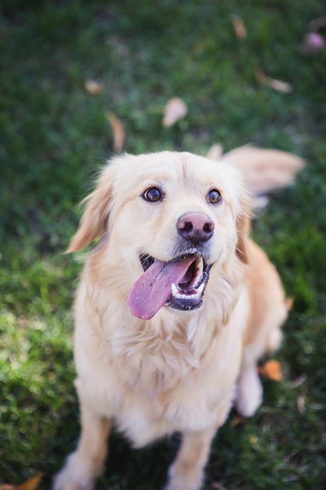 Dogs Second Home - pet boarding facility in Denver, CO