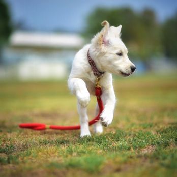 Brigitte Bard Holistic Dog Training - Working on off leash recall with June Bug
Photo by Brigitte Bard - Pet Training Near Me Brigitte Bard Holistic Dog Training - Working on off leash recall with June Bug
Photo by Brigitte Bard - Pet Training Near Me