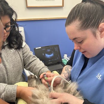 Modern Animal NOPA - Bladder ultrasound - Veterinarians Near Me - San Francisco, California Modern Animal NOPA - Bladder ultrasound - Veterinarians Near Me - San Francisco, California