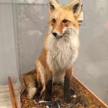 Nature Center - Red Fox - Parks Near Me - Sterling Heights, Michigan Nature Center - Red Fox - Parks Near Me - Sterling Heights, Michigan