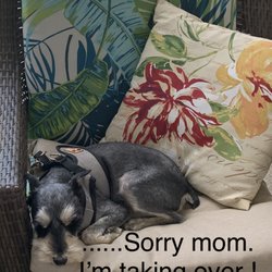 Furniture World - Furniture so comfy & cozy- my dog won't even  share with me!