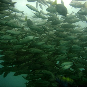 Cabo Adventures - Boat Tours Near Me - Cabo San Lucas, BCS Cabo Adventures - Boat Tours Near Me - Cabo San Lucas, BCS