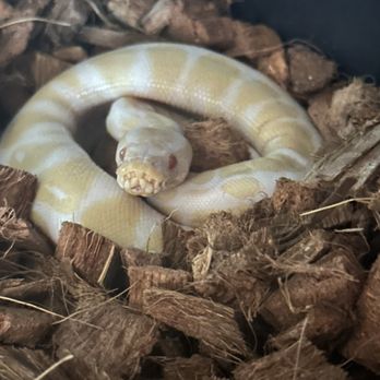 Exotic Pet Vets - BP Red - Veterinarians Near Me - Tucson, Arizona