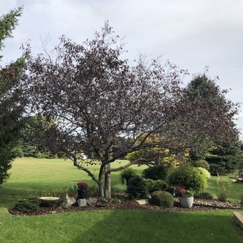 Icon Tree Service - Crab apple about to be trimmed. - Tree Services Near Me - New Hamburg, Ontario Icon Tree Service - Crab apple about to be trimmed. - Tree Services Near Me - New Hamburg, Ontario
