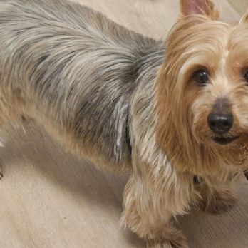 For My Dogs - This is my buddy, a 9-year-old silky terrier after his second visit to for my dogs. - Pet Groomers Near Me - Philadelphia, Pennsylvania For My Dogs - This is my buddy, a 9-year-old silky terrier after his second visit to for my dogs. - Pet Groomers Near Me - Philadelphia, Pennsylvania