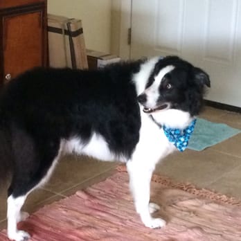 Palm Harbor Pet Grooming - Cozmo loos so great! - Pet Groomers Near Me - Palm Harbor, Florida