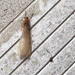 Bug State Pest Control - Formosan termite