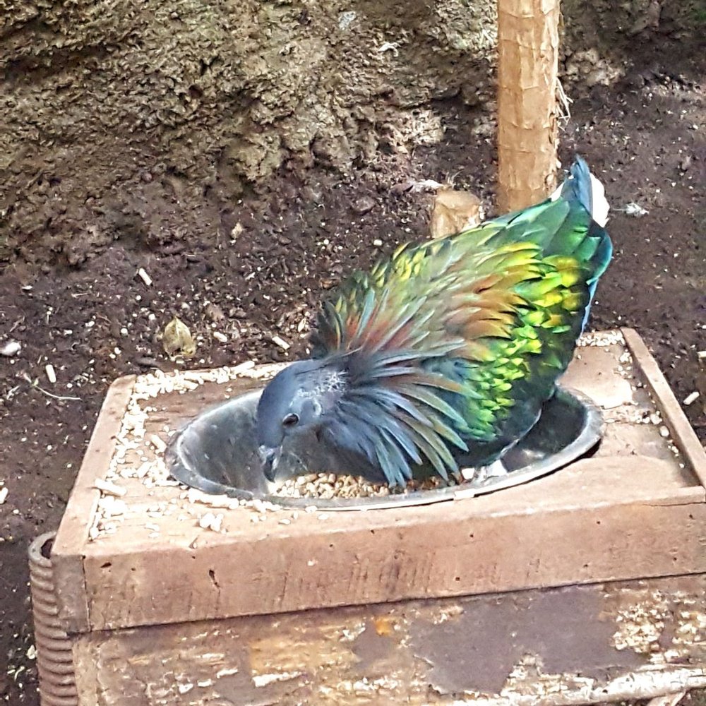 Bird Kingdom - Zoos Near Me - Niagara Falls, Ontario