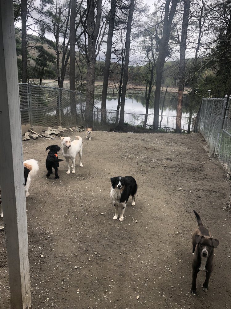 COMPLETE CANINE 17 Reviews 593 Rte 12A, Plainfield, New Hampshire Pet Sitting Phone