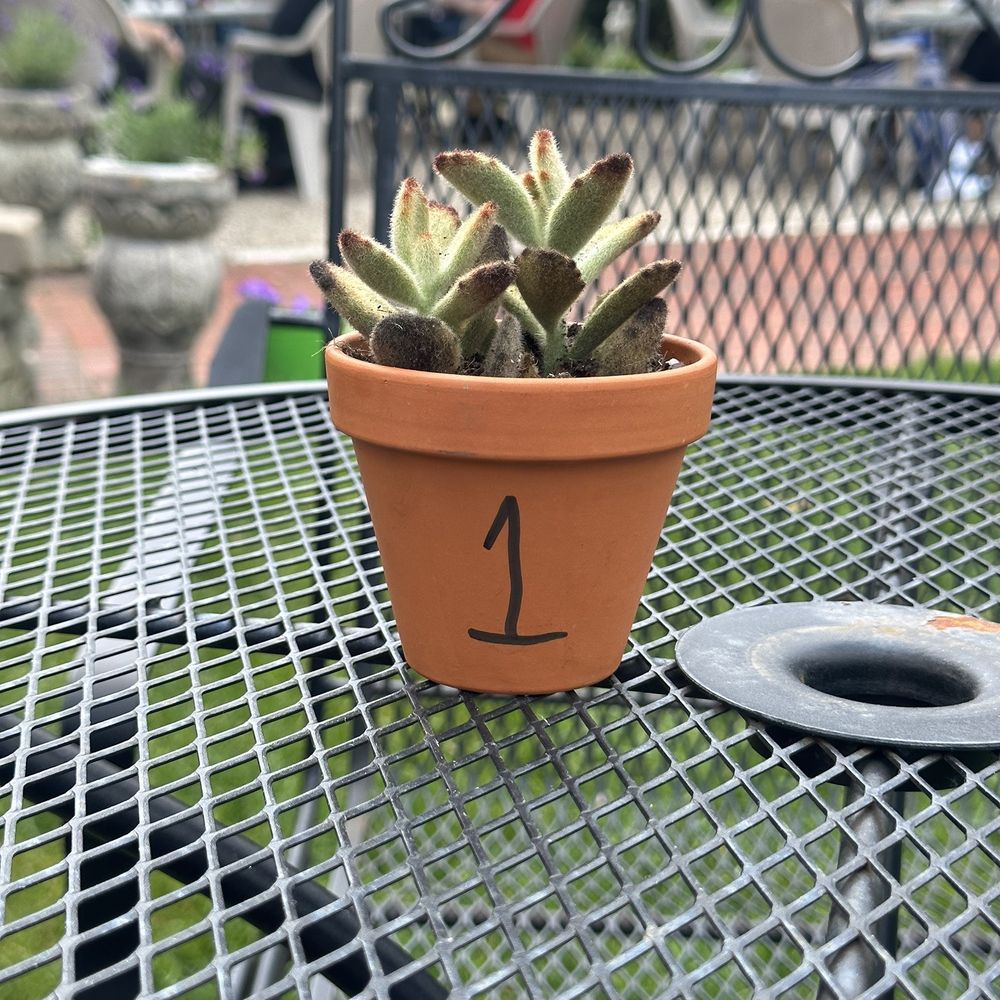 Green Door Cafe - Love plant order markers! - Salad Near Me - Delafield, Wisconsin Green Door Cafe - Love plant order markers! - Salad Near Me - Delafield, Wisconsin