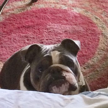 S&S Service - He REALLY wanted to help me work on a washer. LOL - Appliances & Repair Near Me S&S Service - He REALLY wanted to help me work on a washer. LOL - Appliances & Repair Near Me