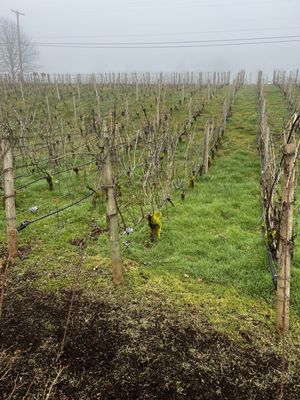 Bergström Wines Tasting Room by null