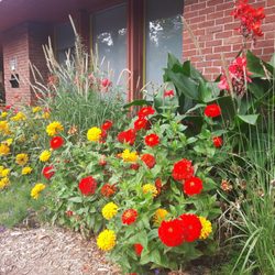 Centre Elgar - More flowers