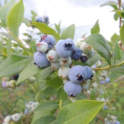 Baumhart Berry Farm