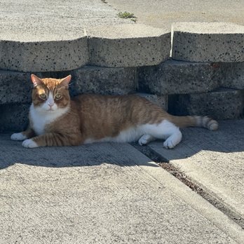 The Kitty Hotel - Pet Boarding Near Me - Campbell, California The Kitty Hotel - Pet Boarding Near Me - Campbell, California