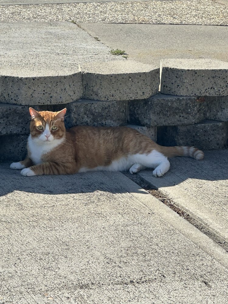 The Kitty Hotel - pet boarding facility in Campbell, CA