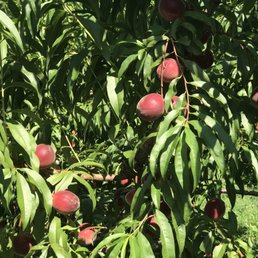 Picking peaches today Picking peaches today