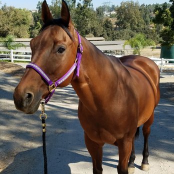 Yater Performance Riding - "Easy" beautiful push-button Quarter horse. What a joy to ride. She is great for beginners. - Horseback Riding Near Me - Brea, California Yater Performance Riding - "Easy" beautiful push-button Quarter horse. What a joy to ride. She is great for beginners. - Horseback Riding Near Me - Brea, California