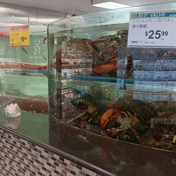 99 Ranch Market - 2/17/24.  Humongous lobsters! - Seafood Markets Near Me - San Diego, California