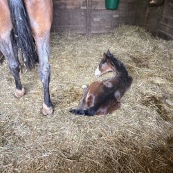 Willow Grove Farm - One day old colt