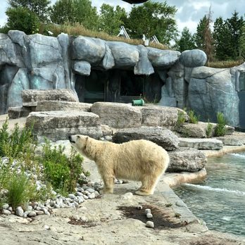 Toronto Zoo - Polar Bear - Zoos Near Me - Toronto, Ontario Toronto Zoo - Polar Bear - Zoos Near Me - Toronto, Ontario
