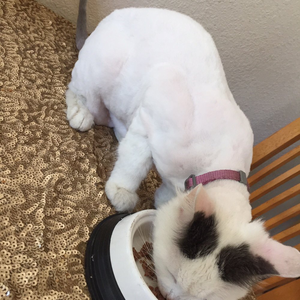 We Groom Pets - Pet Groomers Near Me - Downey, California We Groom Pets - Pet Groomers Near Me - Downey, California