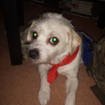Bubbles Pet Grooming - Pet Groomers Near Me - Hialeah, Florida Bubbles Pet Grooming - Pet Groomers Near Me - Hialeah, Florida