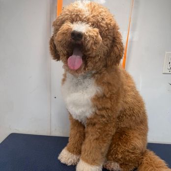 Studio Pet Grooming - Before! - Pet Groomers Near Me Studio Pet Grooming - Before! - Pet Groomers Near Me