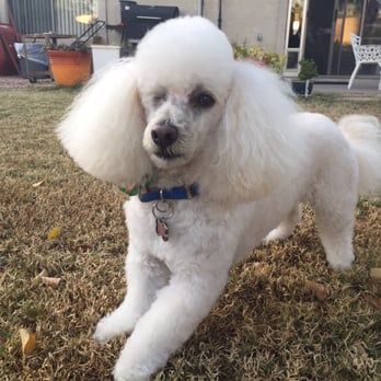 A Touch of Class Pet Grooming - Pet Groomers Near Me - Apache Junction, Arizona A Touch of Class Pet Grooming - Pet Groomers Near Me - Apache Junction, Arizona