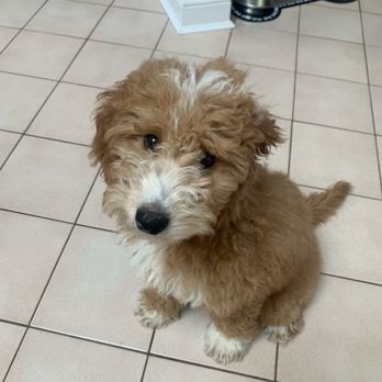 Wildwood Doodles - Pet Adoption Near Me Wildwood Doodles - Pet Adoption Near Me