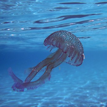 Spiaggia Rosa - Beaches Near Me