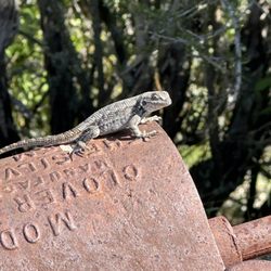 Margarita Adventures - Wildlife at the vineyard where zip lining is located.