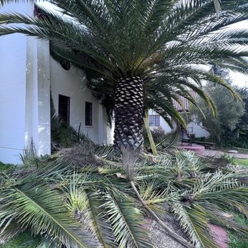 Landscape Services - a palm tree in front of a building - Landscaping Near Me Landscape Services - a palm tree in front of a building - Landscaping Near Me