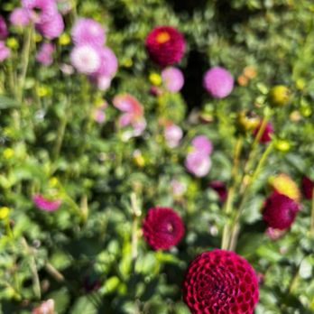 Volunteer Park - Parks Near Me - Seattle, Washington