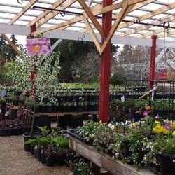 Aspen Grove Nurseries - Perennials