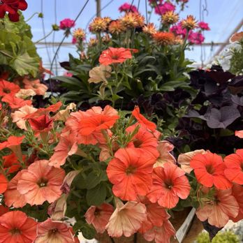 Hilltop Market - Nurseries & Gardening Near Me - San Andreas, California Hilltop Market - Nurseries & Gardening Near Me - San Andreas, California