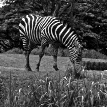 Honolulu Zoo - Zoos Near Me - Honolulu, Hawaii