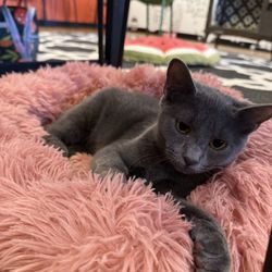Catfeine