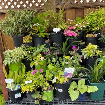 Seascapes Garden Center - Great collection of coastal plants, lovely displays, lots of succulents too - Nurseries & Gardening Near Me - Half Moon Bay, California