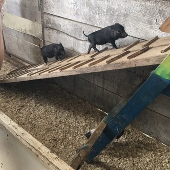 Old Windmill Farm - Piglets - Attraction Farms Near Me - Ronks, Pennsylvania Old Windmill Farm - Piglets - Attraction Farms Near Me - Ronks, Pennsylvania