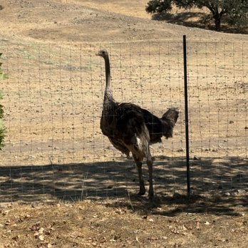 Safari West - Zoos Near Me - Santa Rosa, California Safari West - Zoos Near Me - Santa Rosa, California