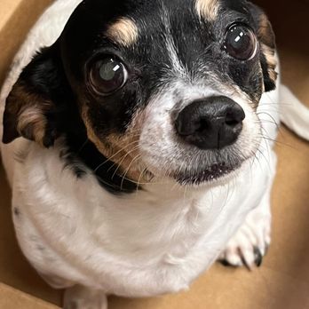 Bed and Biscuit - Pet Boarding Near Me - Johnson City, Tennessee