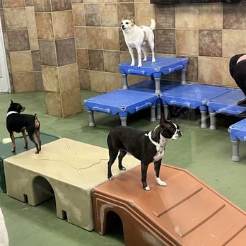 PetSmart Dog Training - Dog motel - Pet Stores Near Me - Suwanee, Georgia