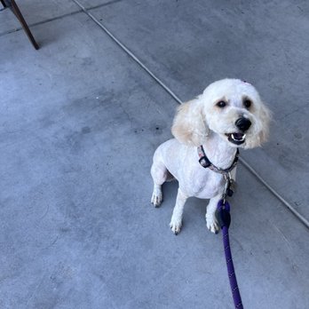 Petz Place - Our clean and fresh looking pooch. I was to embarrassed to take a before picture. - Pet Stores Near Me - Goodyear, Arizona Petz Place - Our clean and fresh looking pooch. I was to embarrassed to take a before picture. - Pet Stores Near Me - Goodyear, Arizona