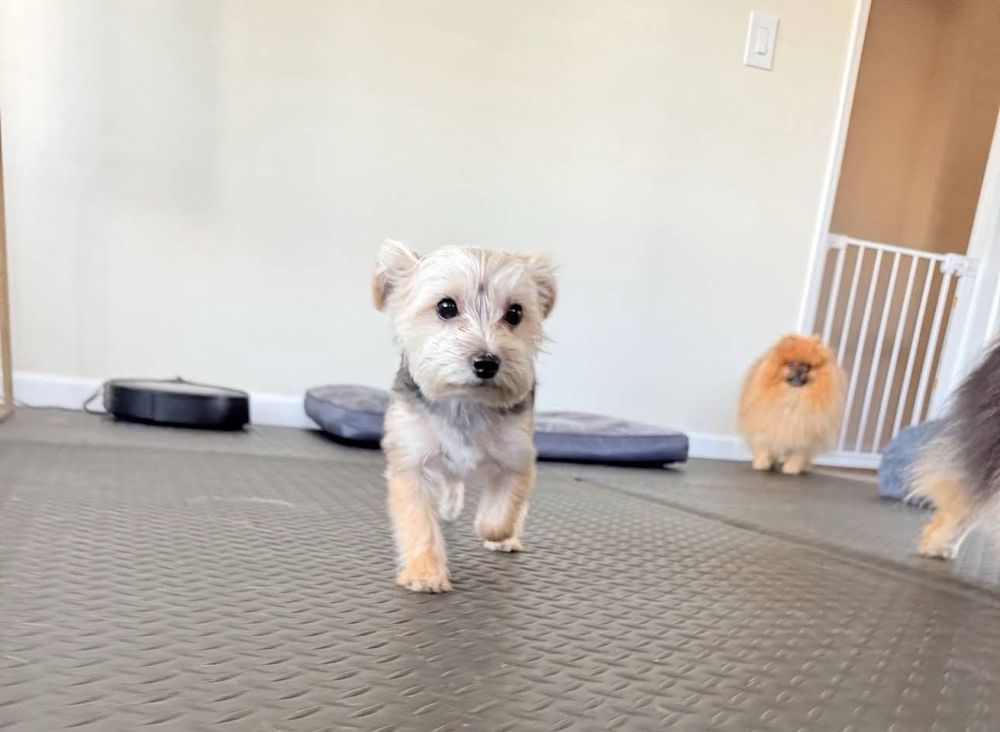 Bed and Biscuit - pet boarding facility in West Hollywood, CA