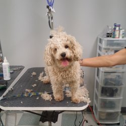 dog grooming scarborough