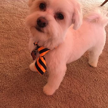 Perfect Pet Spaw - My clean and happy pup! - Pet Groomers Near Me - Temecula, California Perfect Pet Spaw - My clean and happy pup! - Pet Groomers Near Me - Temecula, California